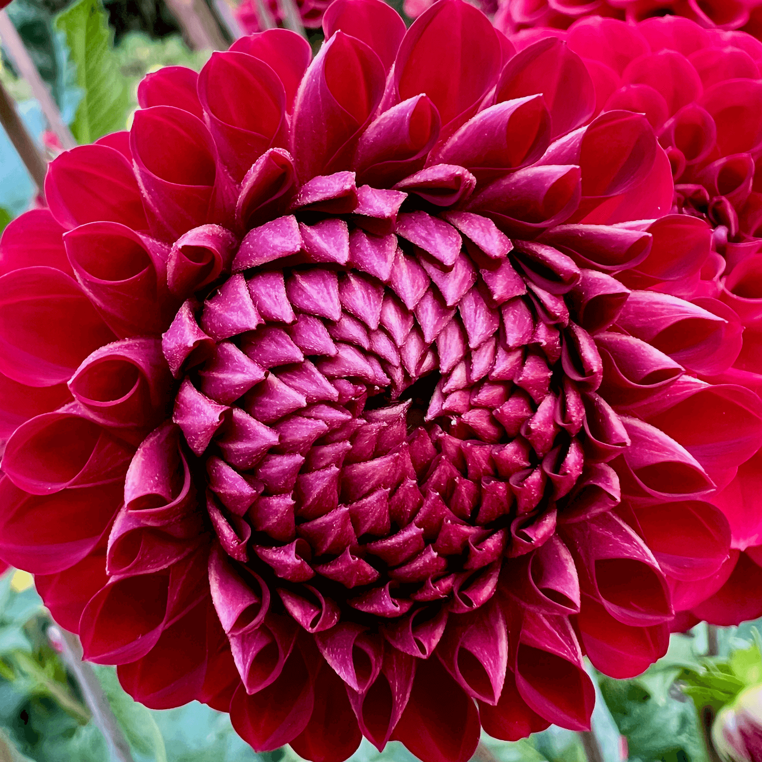 A bright Dahlia flower blooms with green foliage in the background. Its colors are vivid variations of red in a tightly compacted center with strong crisp petals.