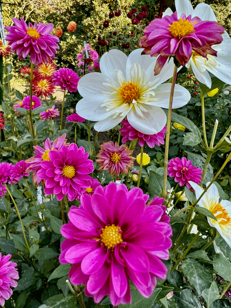 A dahlia flower garden bloom with long stems showing off pink, yellow, and white flowers, surrounded by green foliage.