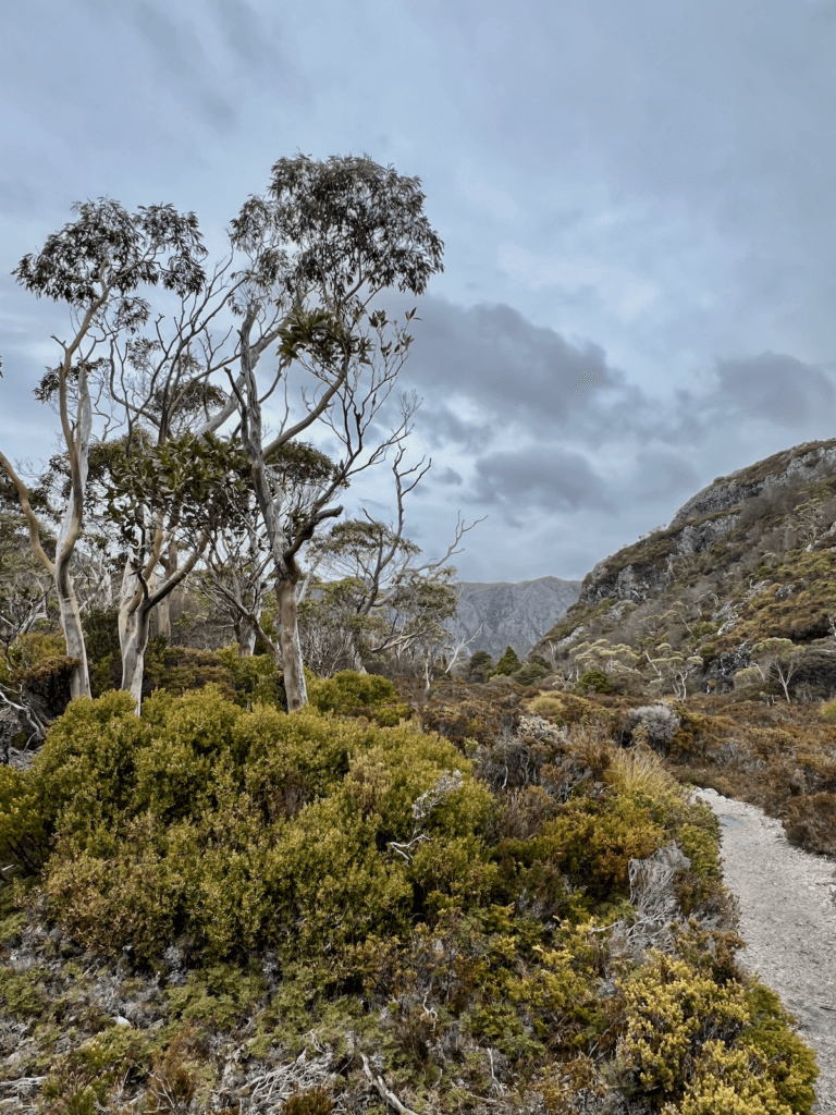 A white gravel trail winds around a grove of gum trees on a hike at Cradle Mountain National Park in Tasmania, Australia.