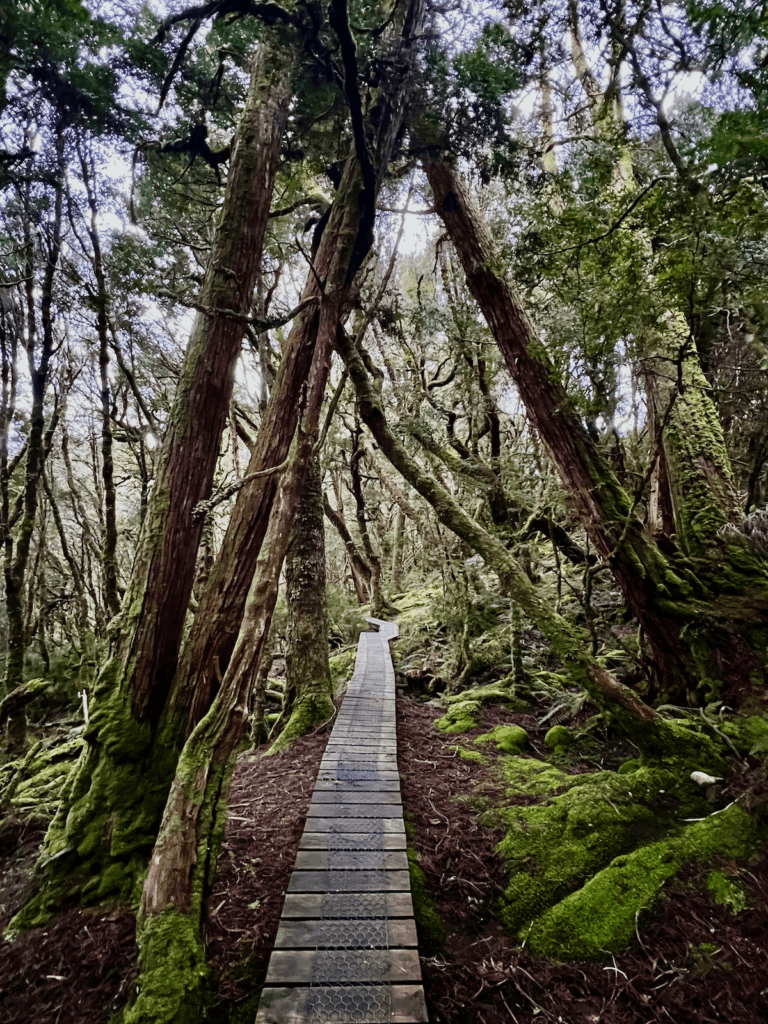 Boardwalk leading hikers through a rich green forest of trees and moss.