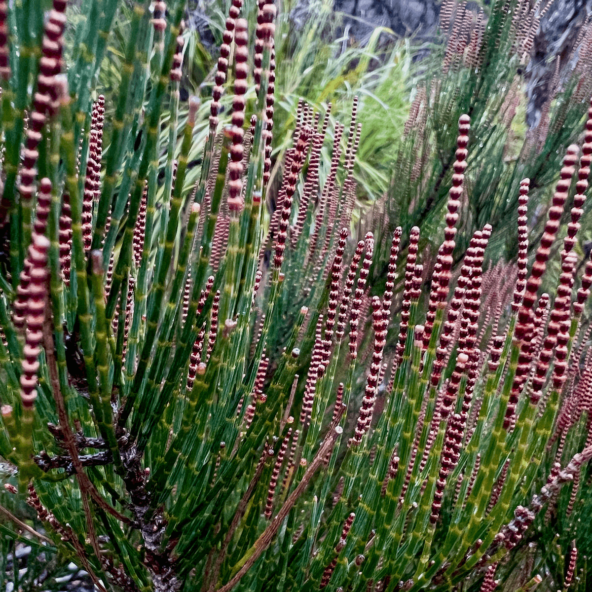 Brightly colored red and white striped flowers sprout from a green plant.