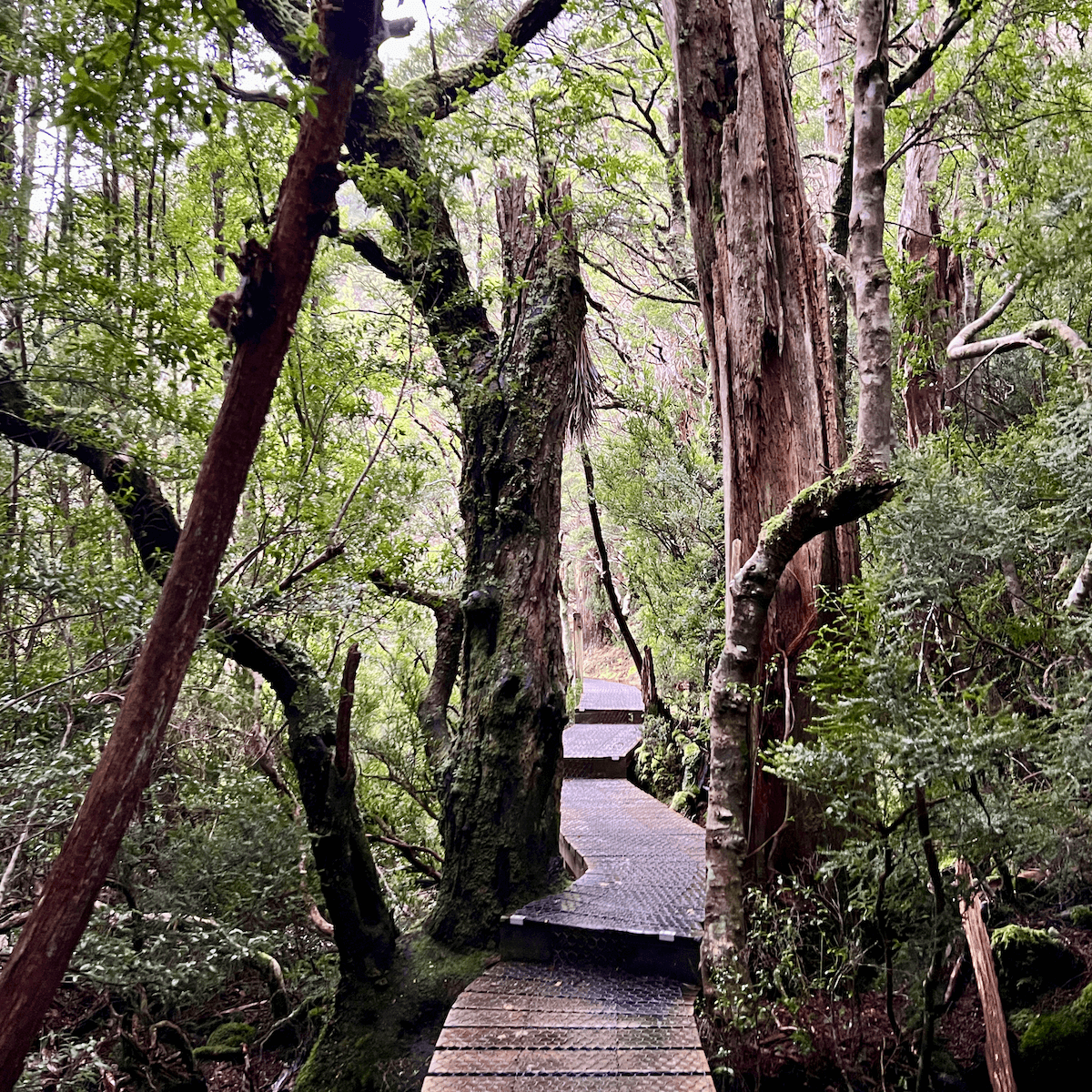 The boardwalk makes a tight squeeze through dense forest shrubbery and rich red trees.