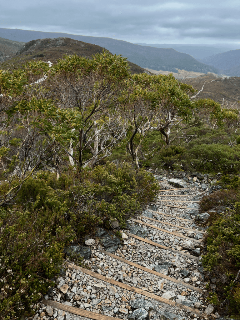 A series of steps made up of wood and rocks flow down the side of a mountain, as if leading hikers to the respite of shrub like trees.
