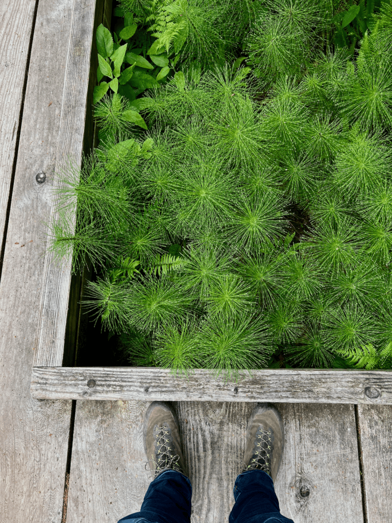 Matthew Kessi stands with his blue jeans and gray hiking boots on a decking that peers into an area with profuse cattail plants in a marshy area of Bloedel Reserve on Bainbridge Island near Seattle.
