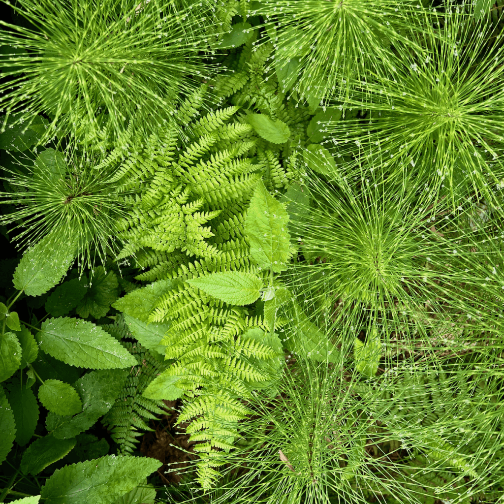 A myriad of marshy green plants pop with neon green in this view from the top angle.