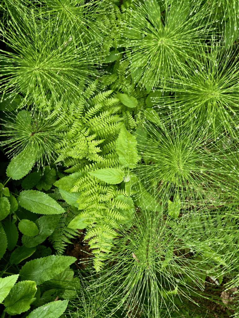 A variety of marshy plants shine together on a Nature Hike at Bloedel Reserve.