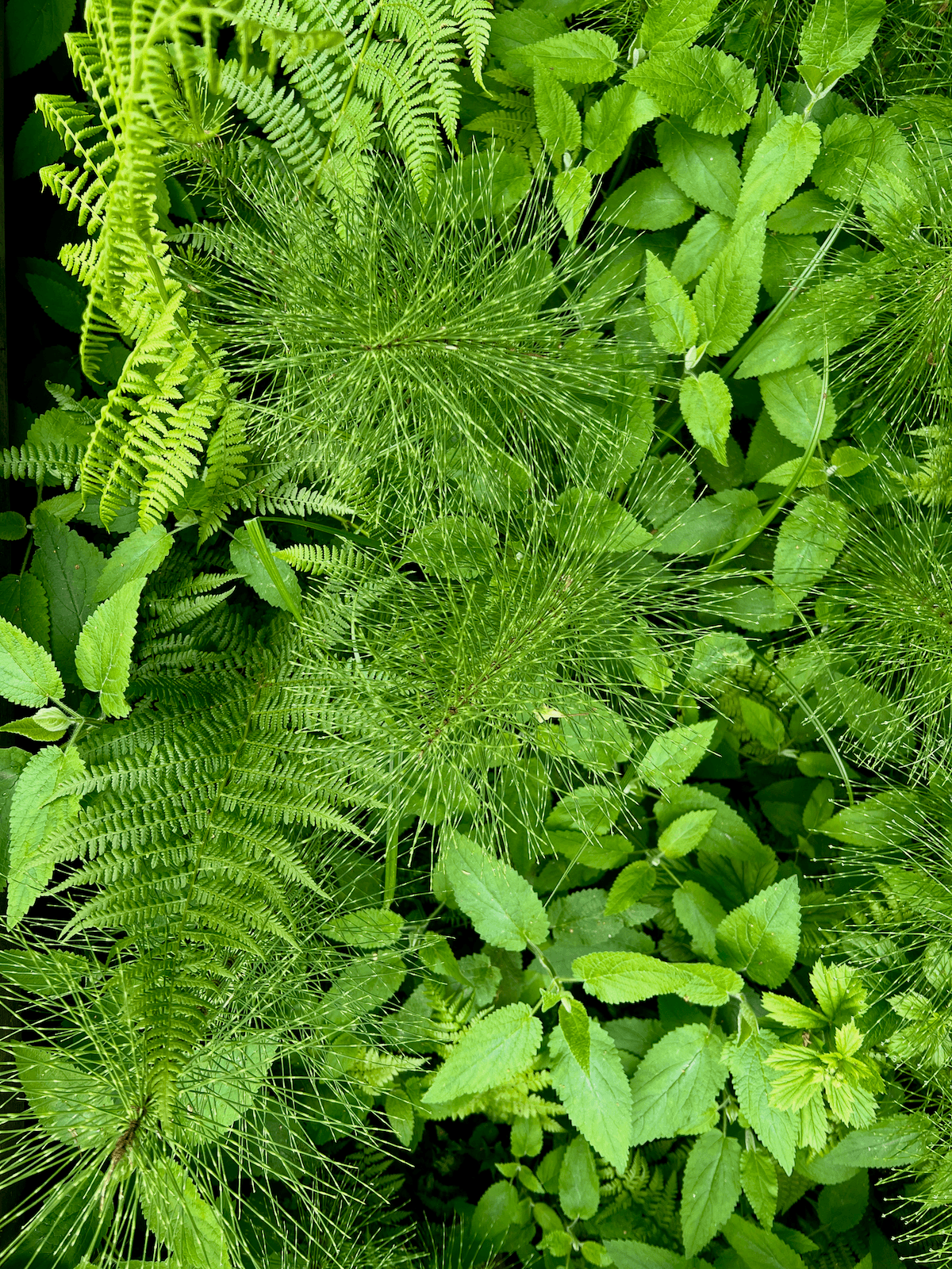 An assortment of rich green marsh plants thrive in their varying textures on a walk to practice the Kinship Question featured in The Wild Cure, about Healing in Nature.