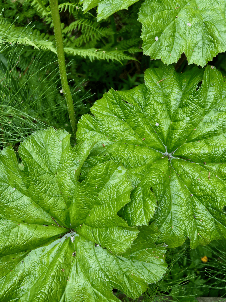 Two giant green leaves hold dew water in their deep creases on a nature walk.
