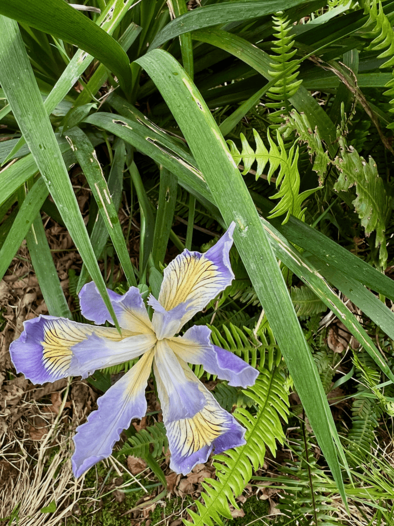 An Iris pops out while practicing the framework in The Wild Cure about Healing in Nature. The flower appears surrounded by licorice ferns and dead grass from last year.