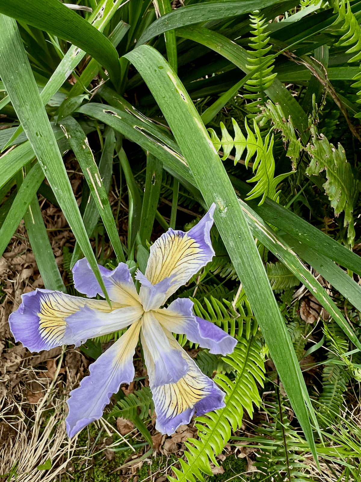 The Wild Cure: Healing in the Heart of Nature
