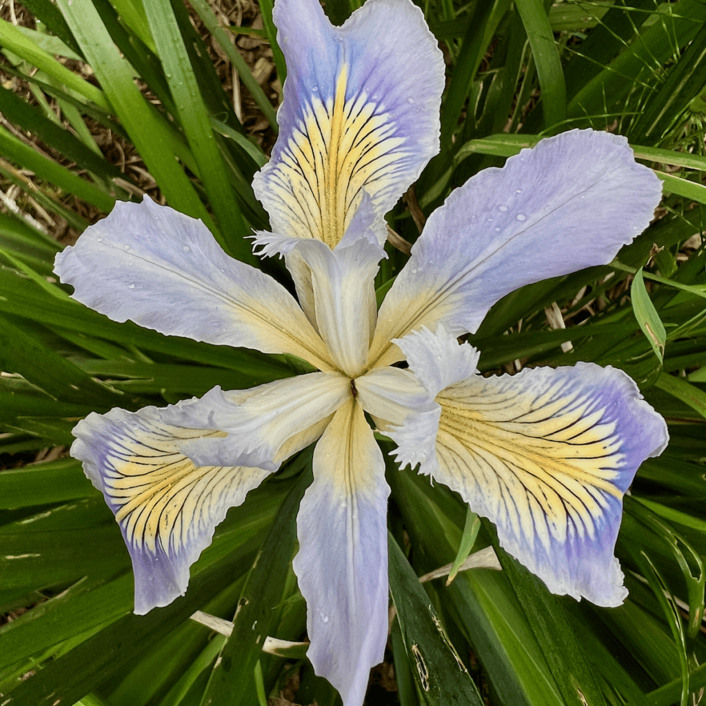 An iris is fully in bloom, with delicate purple petals and yellow innards toward the base of the bloom.