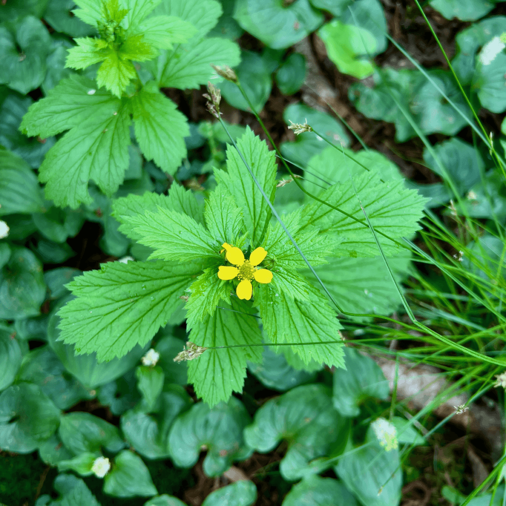 One bright yellow flower blooms atop a rich green herb-like plant while many other green plants sit lower toward the forest floor, slightly out of focus.