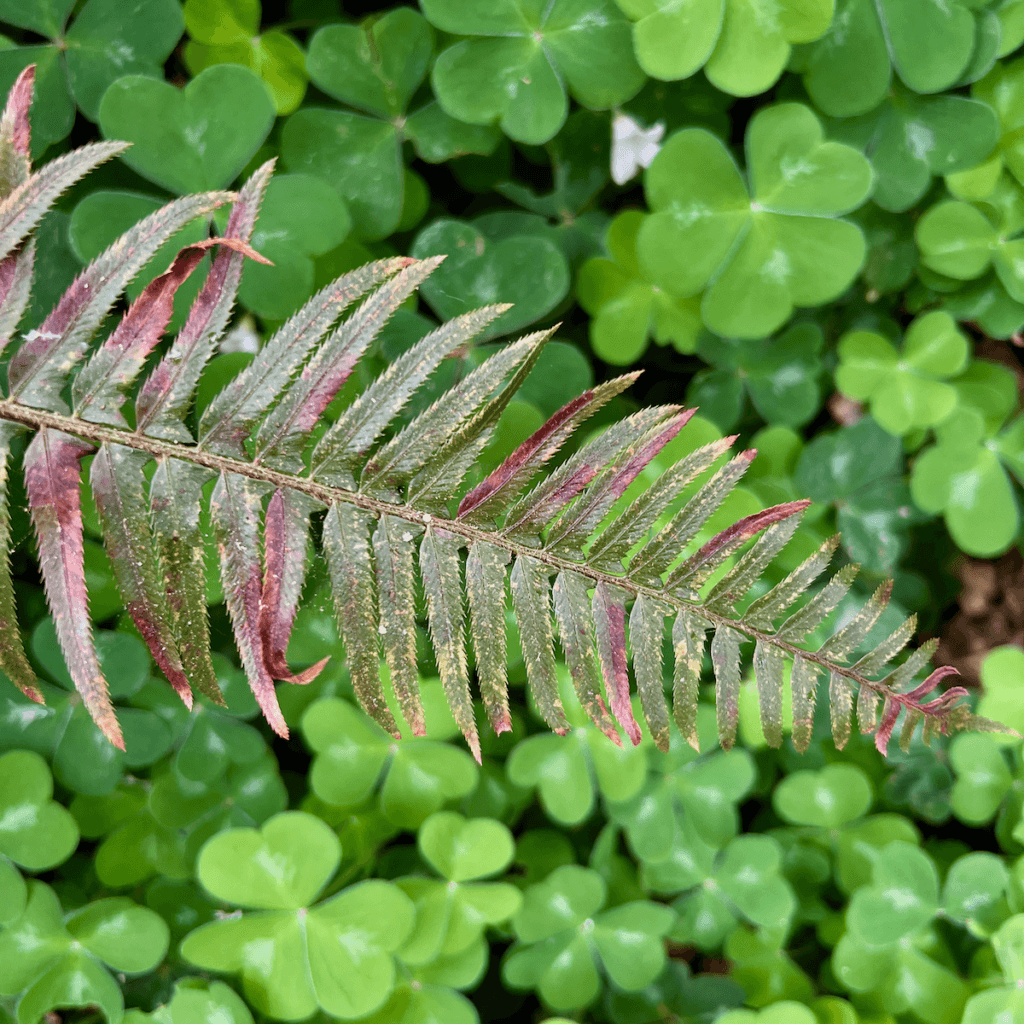 An old deteriorating fern with purple and green and specks of yellow decay hangs over a slightly out of focus patch of oxalis, with their variegated petals.
