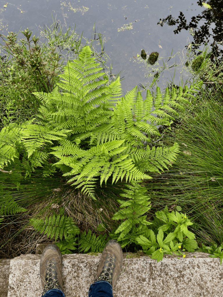 Matthew Kessi stands on a stone overlooking a pond at Bloedel Reserve as he practices his guide to Healing in Nature. The water of the pond reaches a collection of bright green ferns and assorted grasses. The pond water is black but also clear, reflecting the trees above.