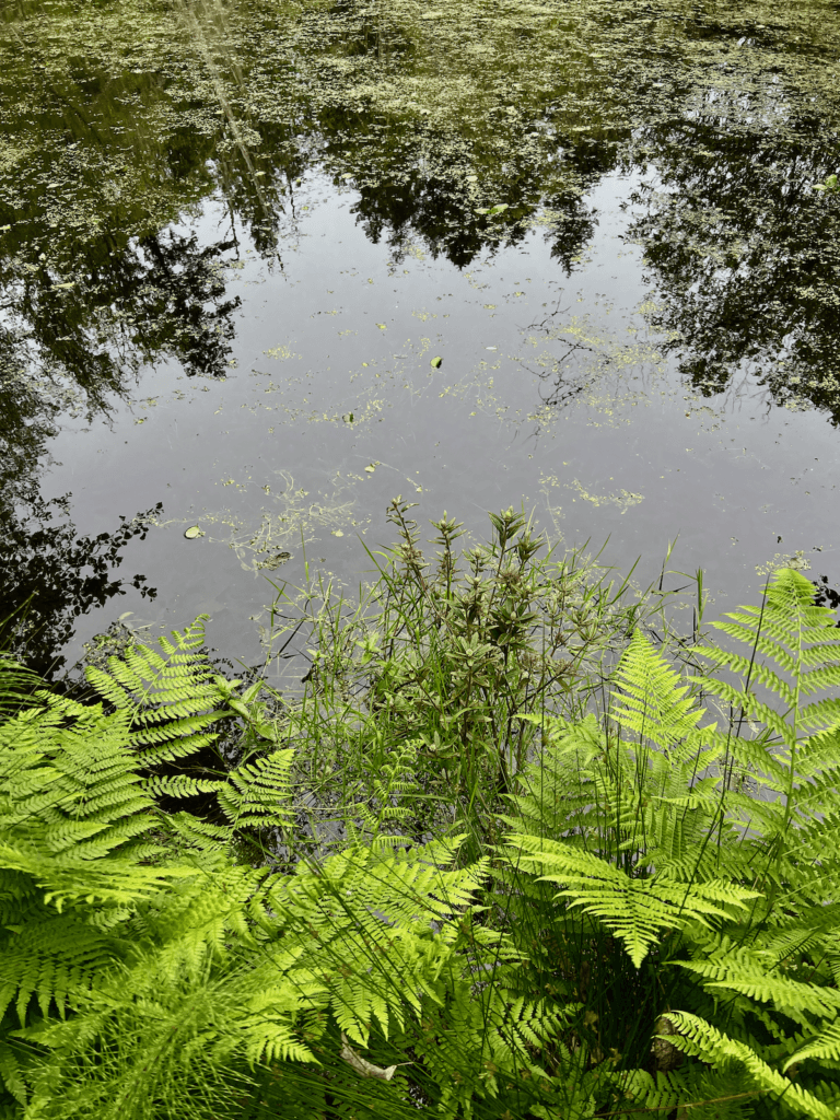 A pond reflects the trees above over a black, but also clear still water. There are assorted ferns near the shore, offering an excellent place to heal in Nature, pondering the colors and textures.