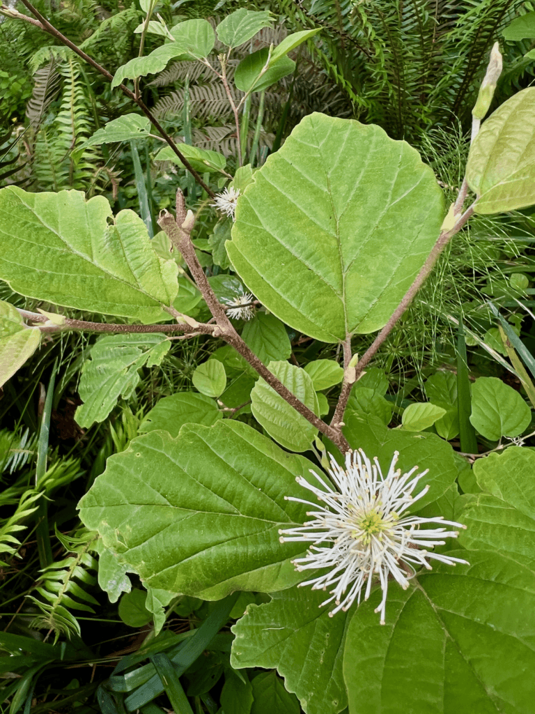 A white flower with many unique pistols reaches out to the world attached to a bush with thick brown branches and matte textured green leaves amongst a variety of other forest plants.
