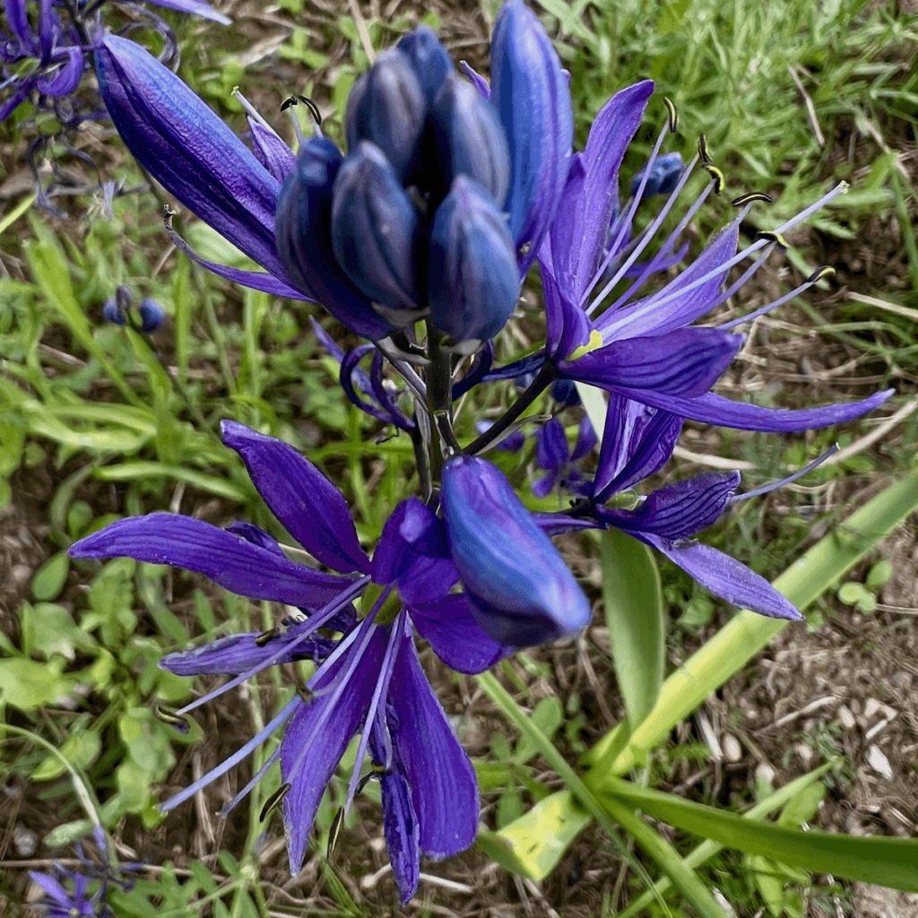 Brilliant cobalt blue flowers appear in a meadow with rich mulchy soil below.