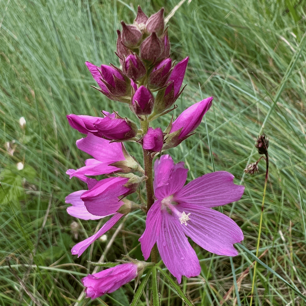 A brilliant purple flower pops up among the textures of prairie grasses.