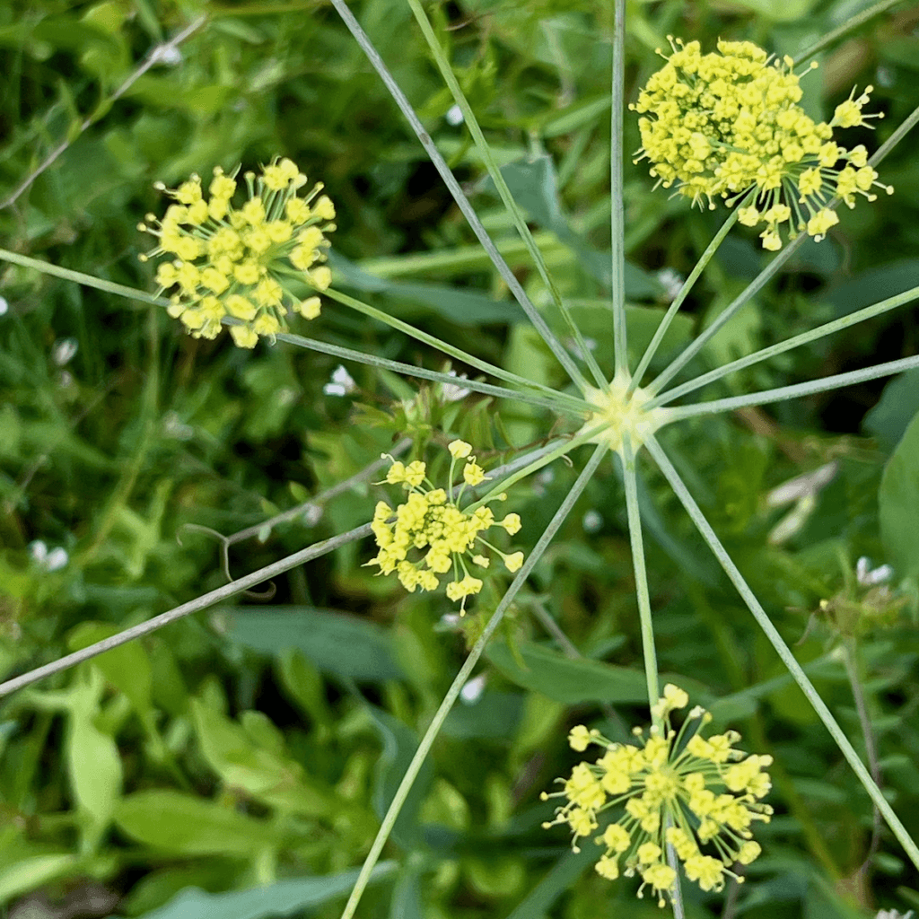 Clumps of yellow blooms burst out from a central star of branches in a meadow filled with variety of greens and other flowers.