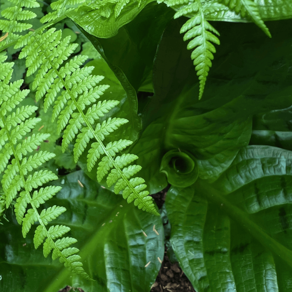 The tight coil of skunk cabbage twists in a dark green hue with textures on the leaves. Towering above we see the newly formed ferns.