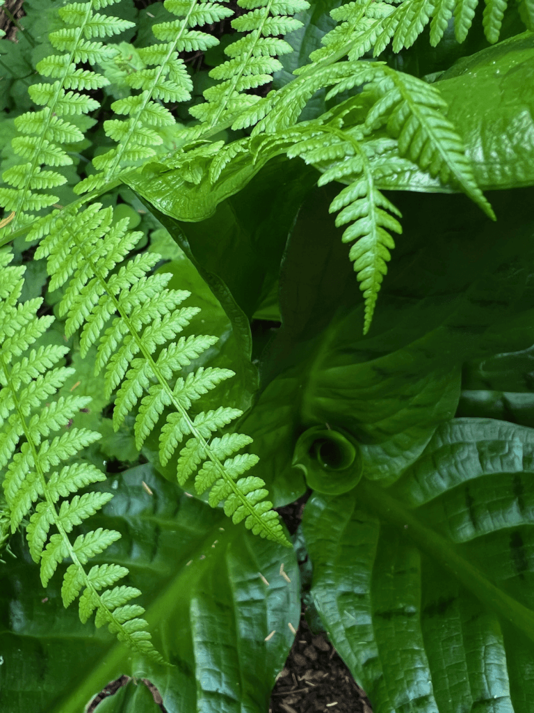 Ferns lay on top of a view downward to the tight spring of skunk cabbage on the floor of a marshy forest on a healing path in the nature of Bloedel Rerserve near Seattle.