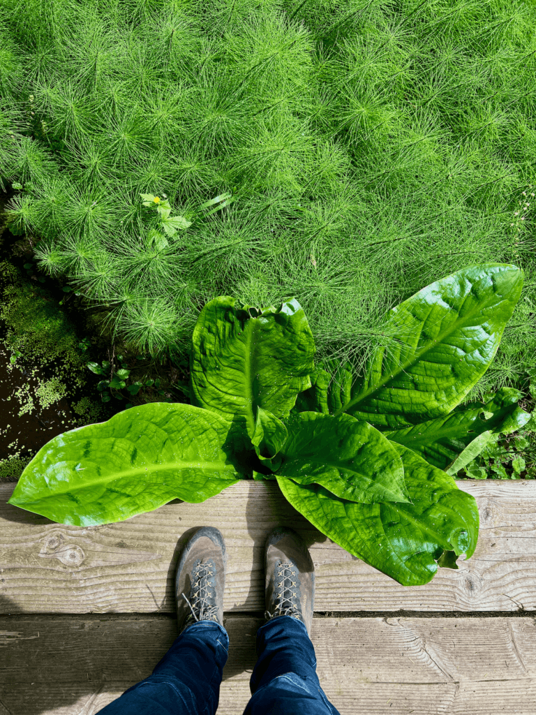 A hiker using the techniques outlined in The Wild Cure looks over a plank platform down toward a skunk cabbage while pondering ways to heal in Nature using the inspiration of the rich textures of the plants below, including the sprinkling fronds of cattails next to the dark black of pond water.