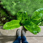 A hiker using the techniques outlined in The Wild Cure looks over a plank platform down toward a skunk cabbage while pondering ways to heal in Nature using the inspiration of the rich textures of the plants below, including the sprinkling fronds of cattails next to the dark black of pond water.