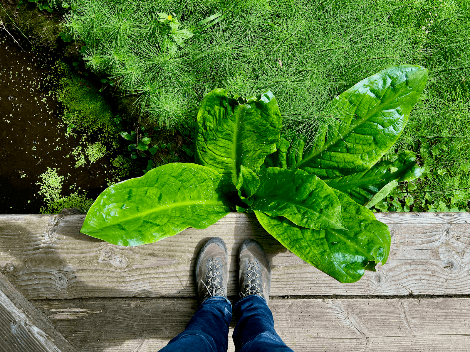 A hiker using the techniques outlined in The Wild Cure looks over a plank platform down toward a skunk cabbage while pondering ways to heal in Nature using the inspiration of the rich textures of the plants below, including the sprinkling fronds of cattails next to the dark black of pond water.