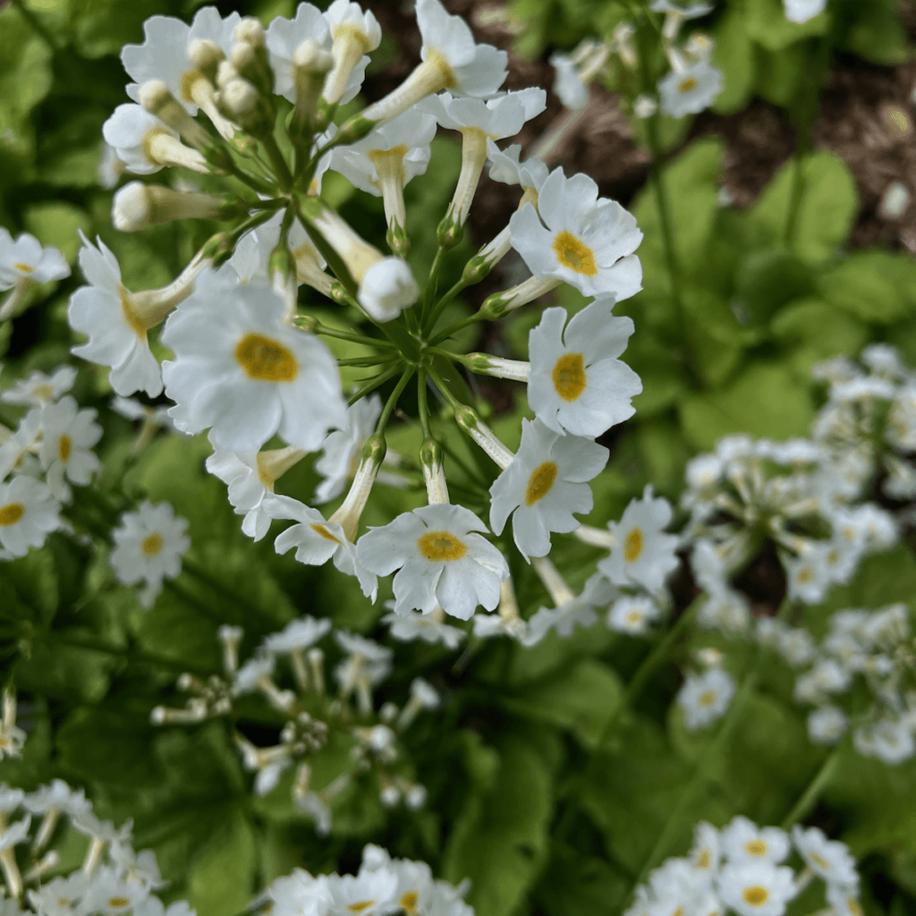 A clump of white flowers with yellow inner hang to a larger collection of flowers, out of focus.