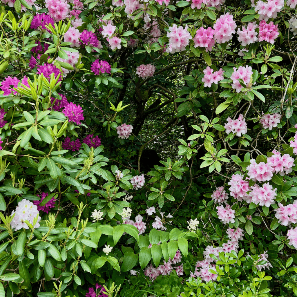 A sea of green rhododendron leaves host hundreds of boquets of pink and purple blooms.