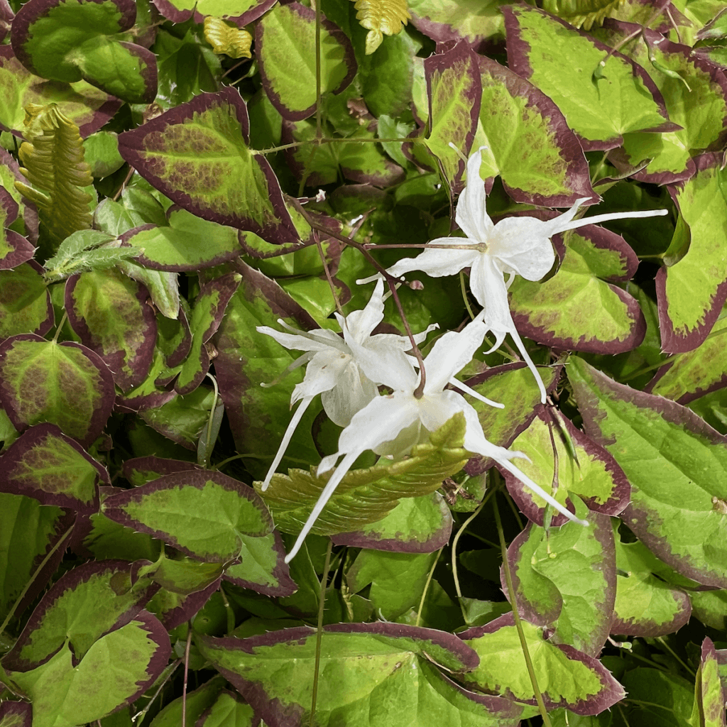 Three delicate white flowers push through a sea of variegated green leaves with purple edges.