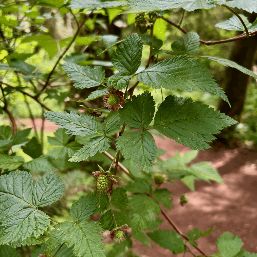 Two new salmonberries begin forming on a spring branch along a forest path with purpleish bark.