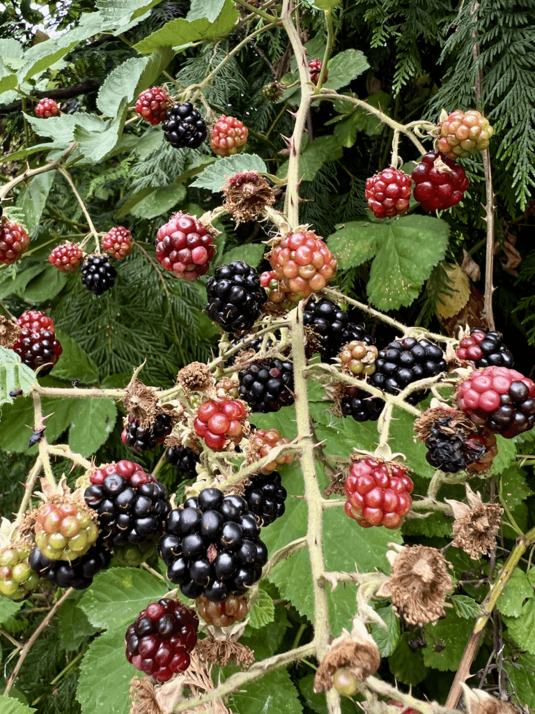 Blackberry vines tangle in a wash of green, red, and deep purple, a study in natural color."