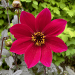 A brigth red dahlia flower stands in contrast to green foliage of shrubs.
