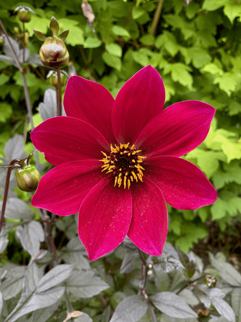 A brigth red dahlia flower stands in contrast to green foliage of shrubs.