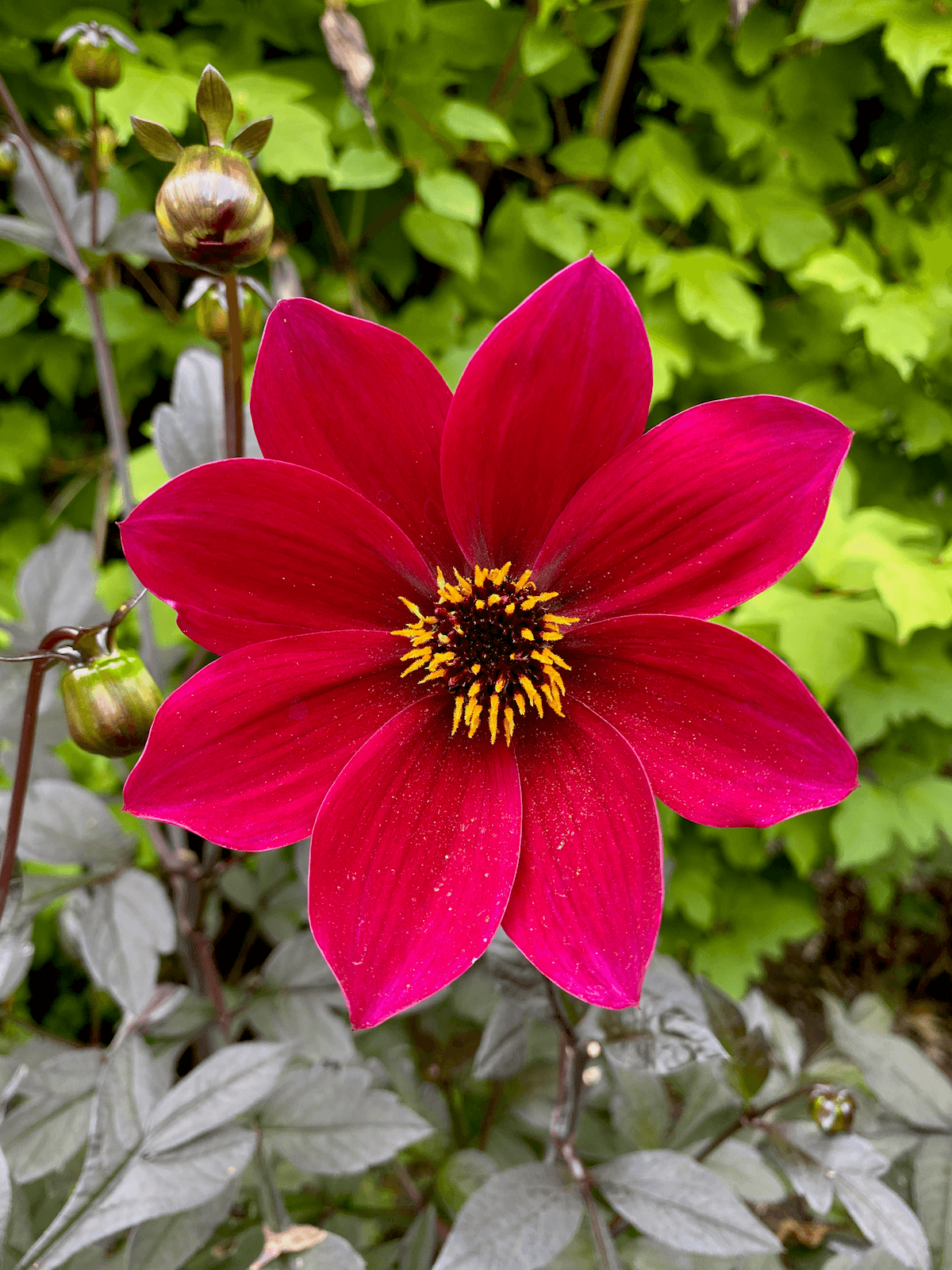 A brigth red dahlia flower stands in contrast to green foliage of shrubs.