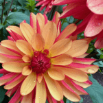 A bright orange dahlia with red tips has a few droplets of water on the petals. The rain symbolizes a feeling of disconnection from Nature which is a common problem in modern day cutlure.