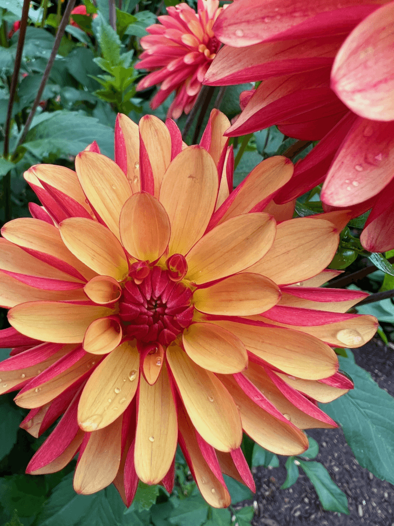 A bright orange dahlia with red tips has a few droplets of water on the petals. The rain symbolizes a feeling of disconnection from Nature which is a common problem in modern day cutlure.