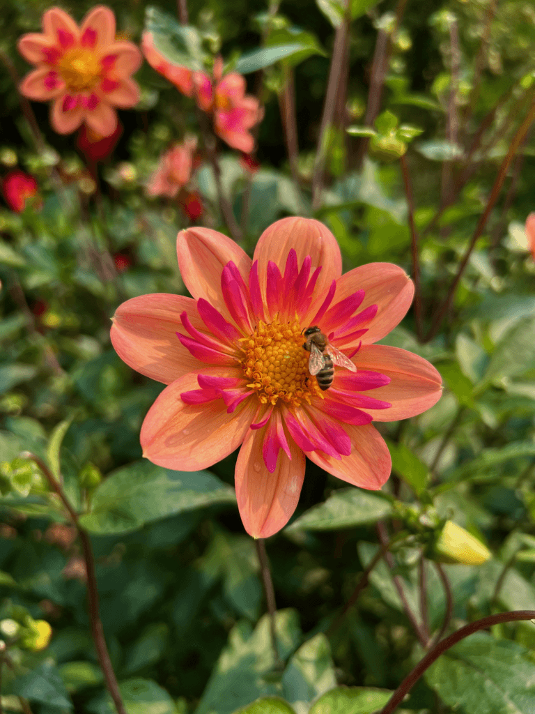 A pink dahlia inspires the viewer to ponder what disconnection from nature really means in the modern age. It can be as simple as watching this bee pollenate a beautiful pink and red dahlia shown in the image against green out of focus foliage in the background.
