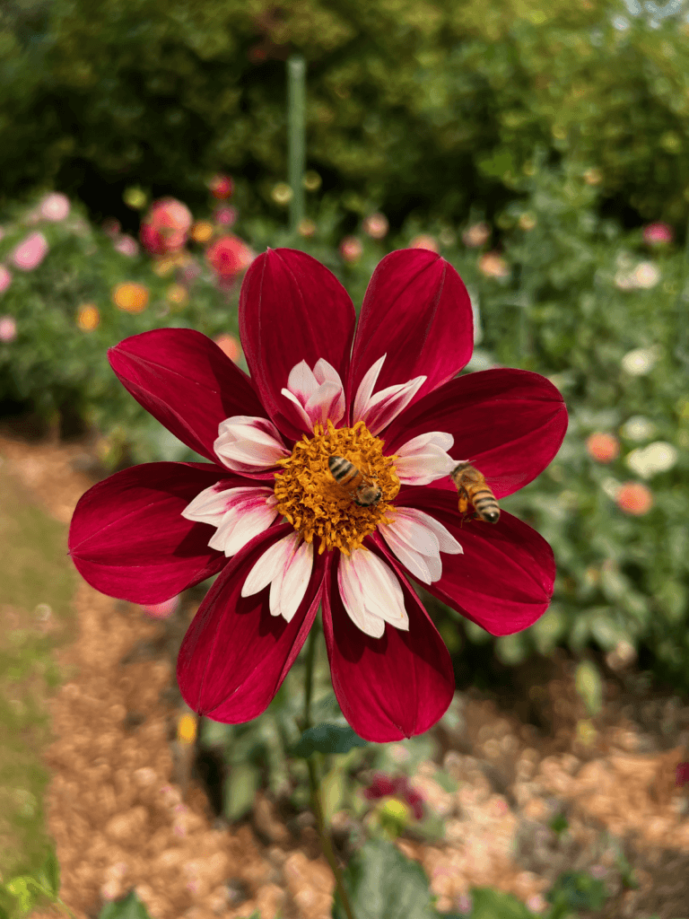 Nature connection can be as simple as watching these two honey bees play in the middle of a dahlia flower, with red petals and inner workings of dusty yellow full of pollen.