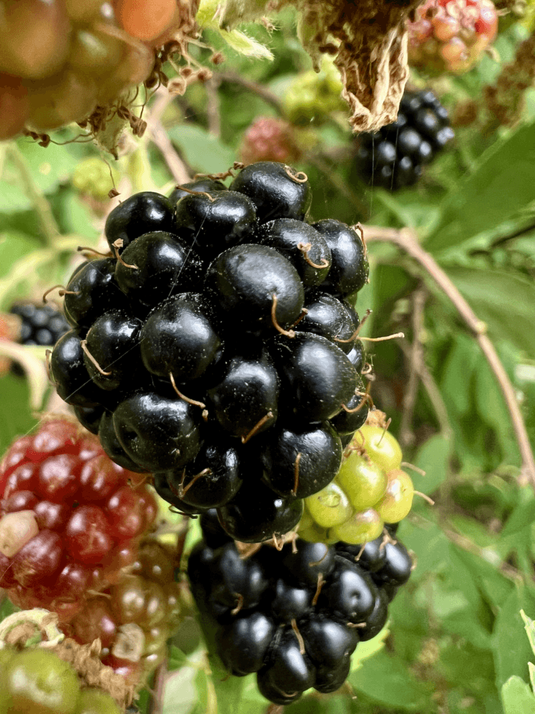 A ripe blackberry up close looks ready to pick and eat. In the background there are red and green berries that aren't ripe yet, all in a setting with lush green foliage.