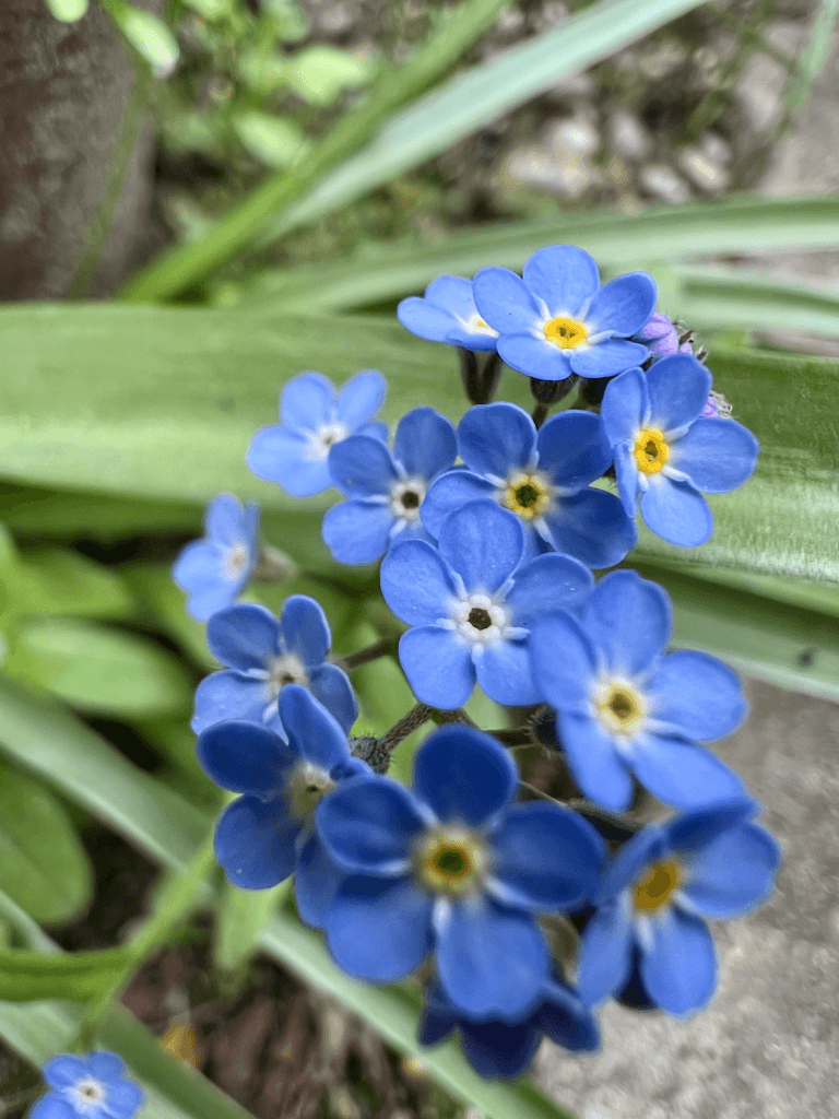 delicate blue flowers cling to a green leafy system with other colors in the background, slightly out of focus. The flowers have yellow and white centers.