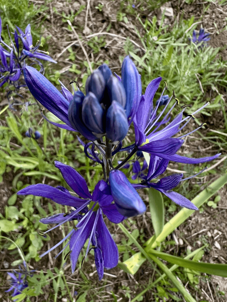 A purple-blue colored wild flower thrives on a mountain side where many colors blend together in the background.