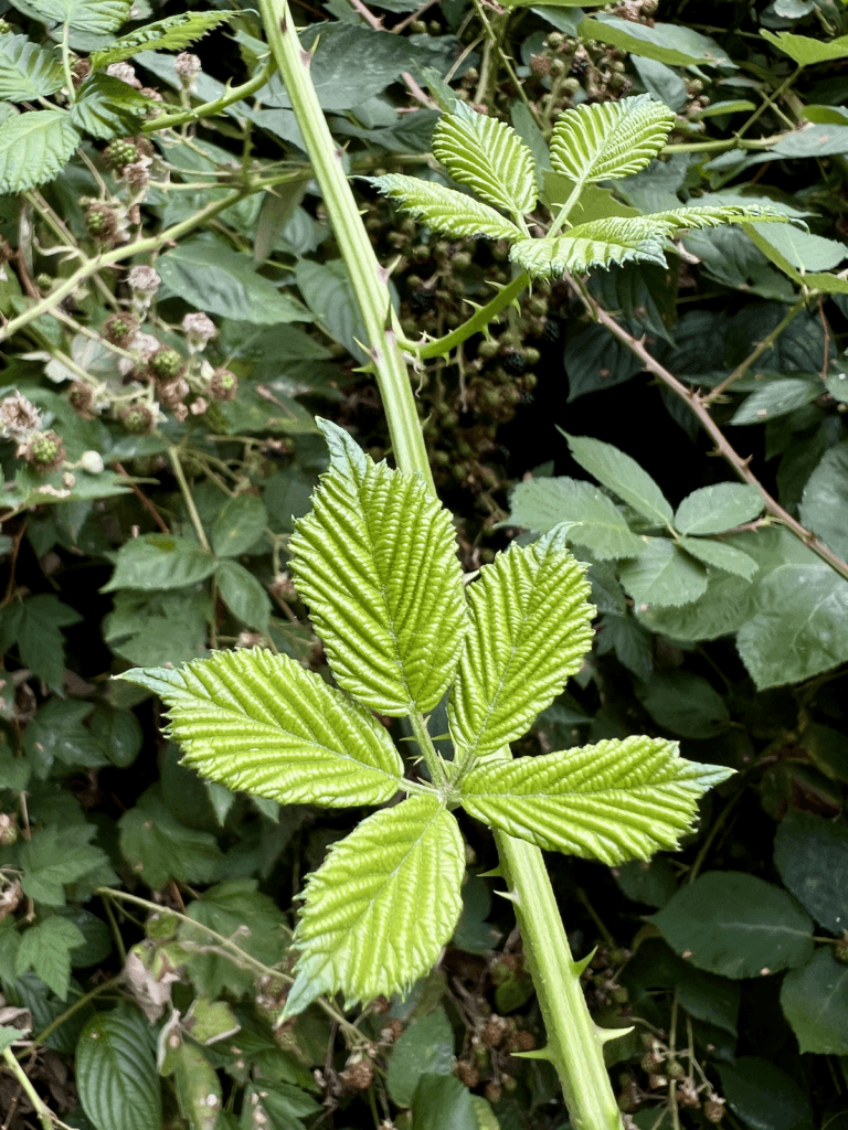 A lime green blackberry leaf has just opened fresh on a vine with large, sharp thorns in the foreground while green blackberries cling to clumps slightly out of focus.