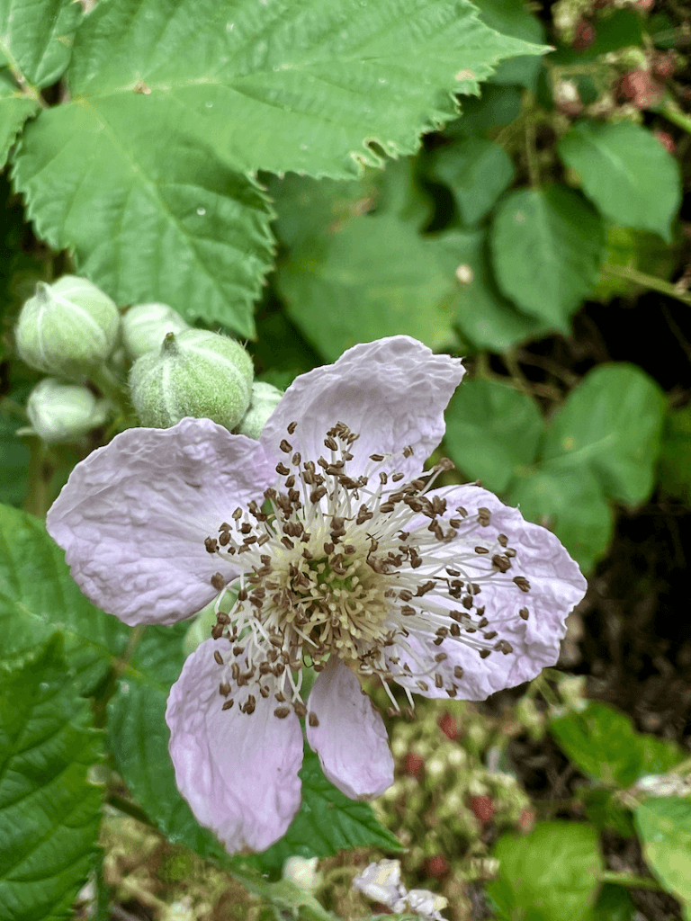 A pinkish purple blackberry bloom is wide open, exposing a hundred tiny seeds waiting to blow away. Other blooms await behind this one, ready to open up to the world.