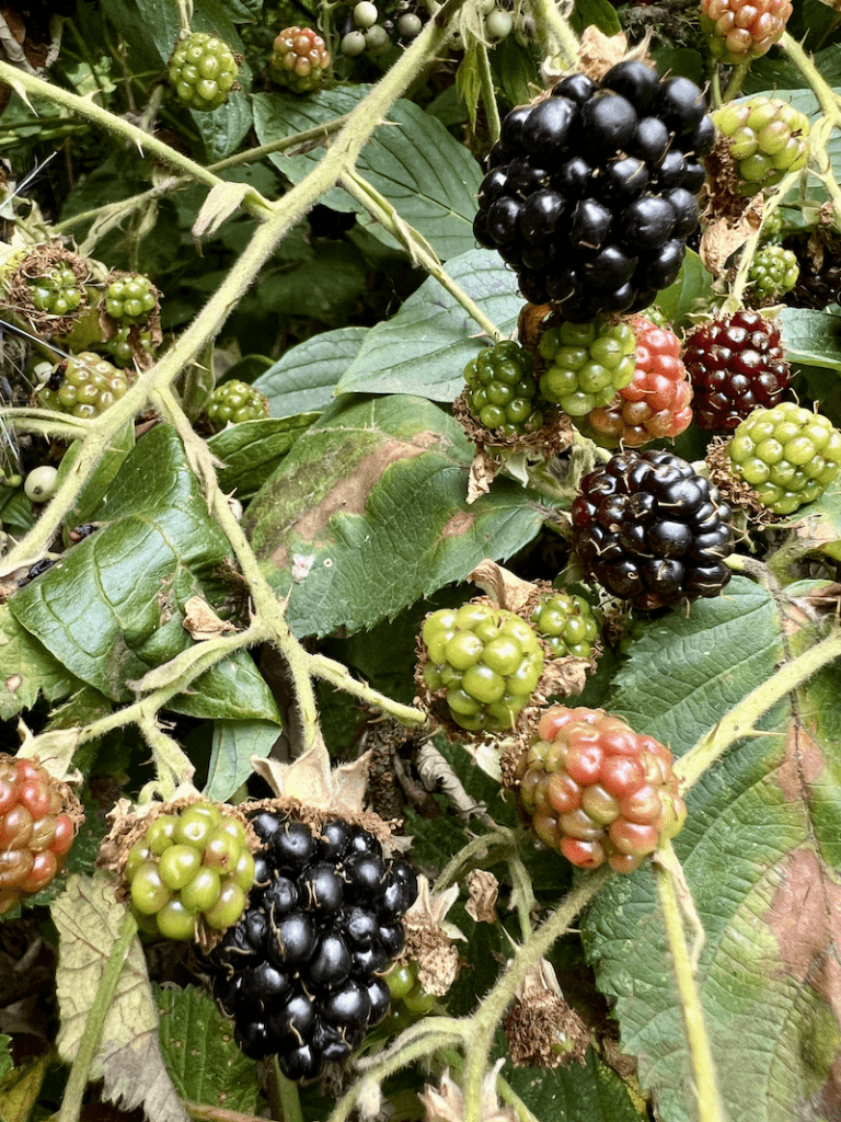 Ripe juicy blackberries cling to a vine with a few green and red berries as well. The sharp thorns are also visible among all the colors.