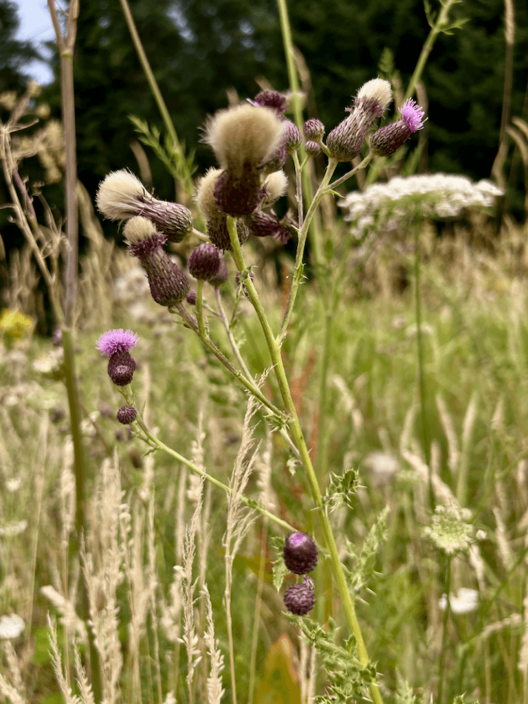 A meadow scene with wild colors of milkweed, thistles, and straw grasses while dark green fir trees rise up in the background.