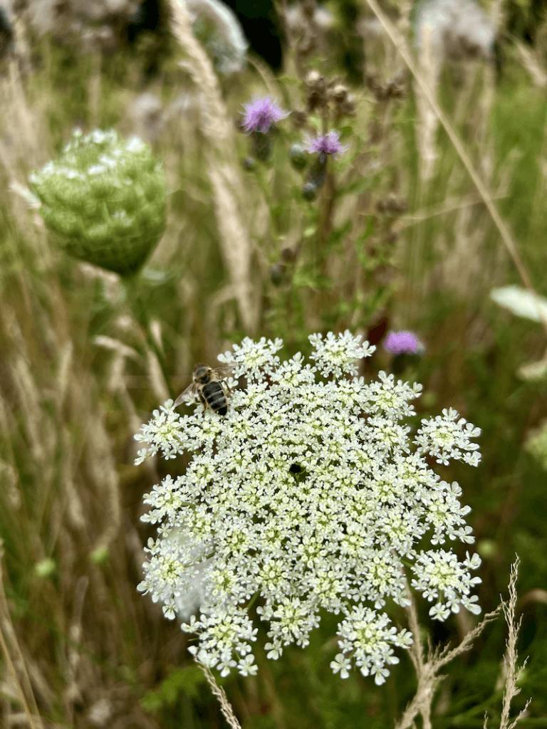 A bee lands on a white clump of milkweed flowers, while other colors pop through an out of focus background. Color spotting in a pasture like this offers abundant delights.