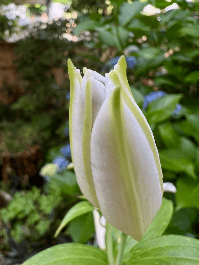 A white lily prepares to open up to the world, attached to a bright green stem while other blues and brown colors are out of focus in the background.