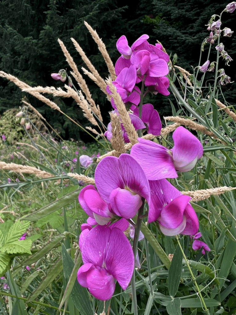 A bright purple wild sweet pea weaves between green grasses and brown seed fronds with darker green fir trees in the background.